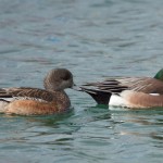 American Wigeon (male and female)
