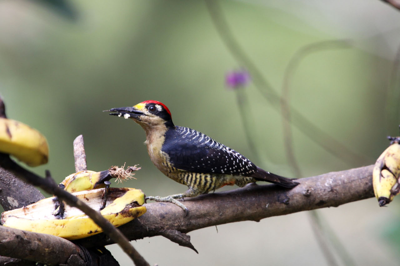 Black-checked Woodpecker