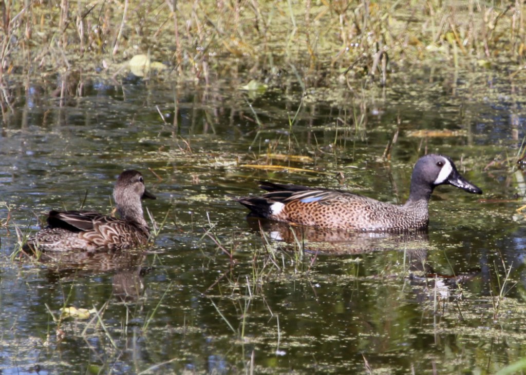 Blue-winged Teal and mate