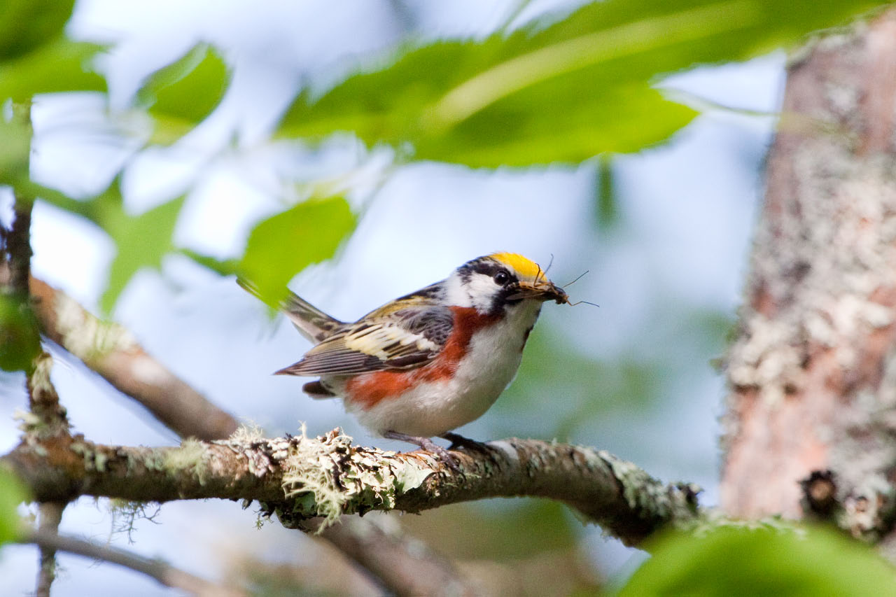 Chestnut-sided Warbler with lunch 