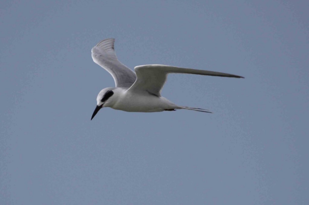 Forester's Tern