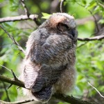 Great Horned Owl immature