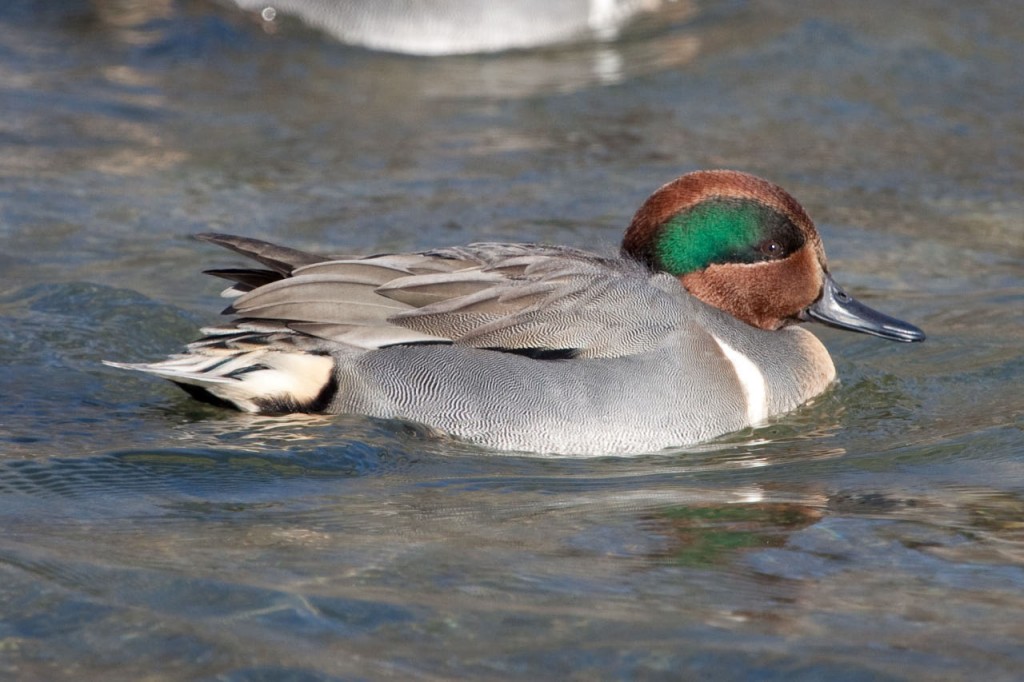 Fly Pass of Scaups