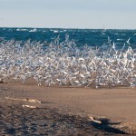 Gulls and Terns at Pt Pelee Tip