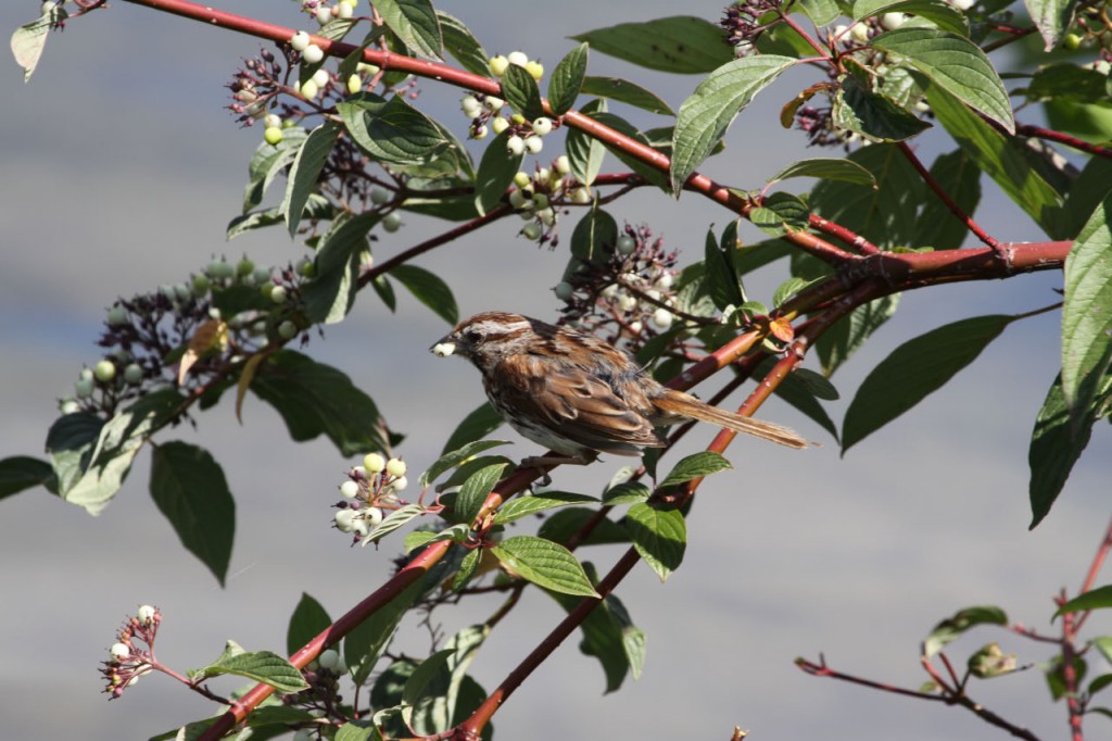 Lunch Time Song Sparrow
