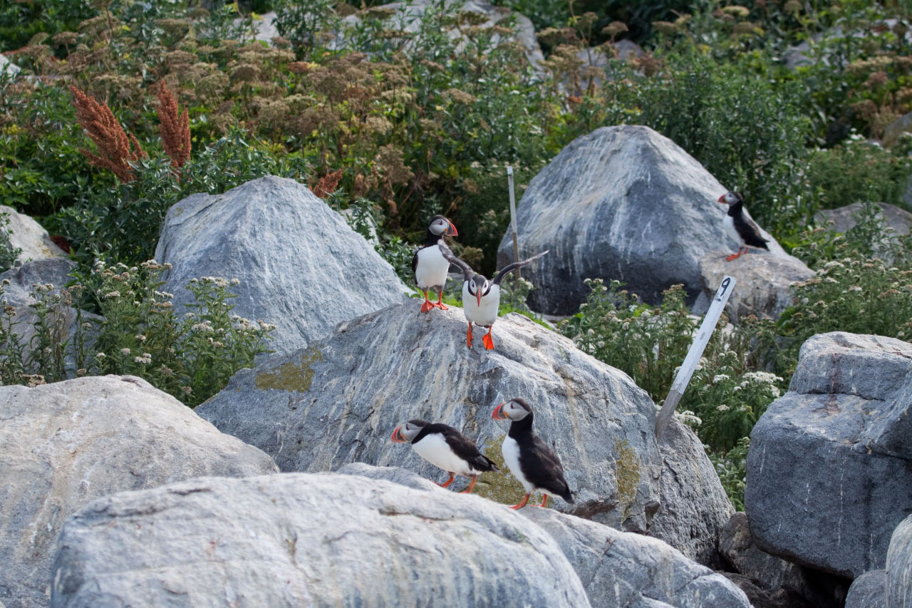 Puffins nesting under rocks