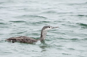 Red-throated Loon - nonbreeding