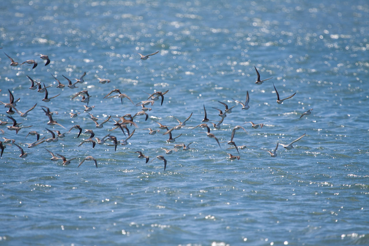 Semipalmated Sandpipers 2