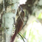 Long-tailed Woodcreeper