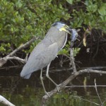 Bare-throated Tiger-Heron with dinner