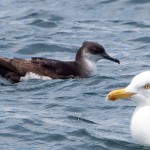 Manx Shearwater and friend