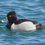 Ring-necked Duck