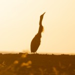 Tiger-Heron at sunrise