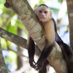 White-throated Capuchin