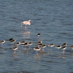 Black-winged Stilts with Greater Flamingo