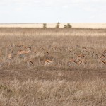 Thomson's gazelles