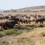 Where the water buffalo roam